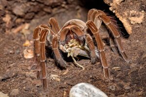 Größte Spinne der Welt: Theraphosa blondi