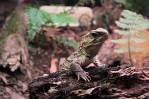 Tiere in Neuseeland: Tuatara